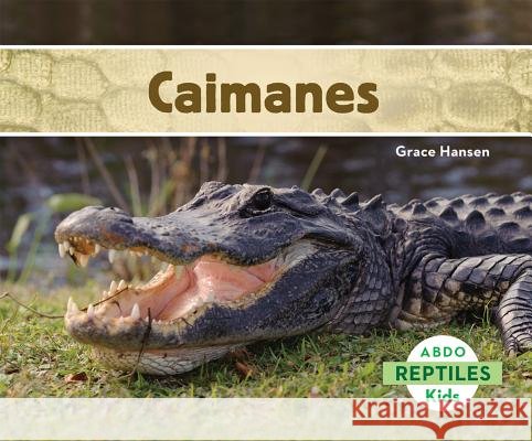 Caimanes (Alligators) (Spanish Version) Hansen, Grace 9781629703510 Abdo Kids