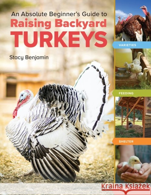 An Absolute Beginner's Guide to Raising Backyard Turkeys: Varieties, Feeding, Shelter, Care Stacy Benjamin 9781635867565 Workman Publishing