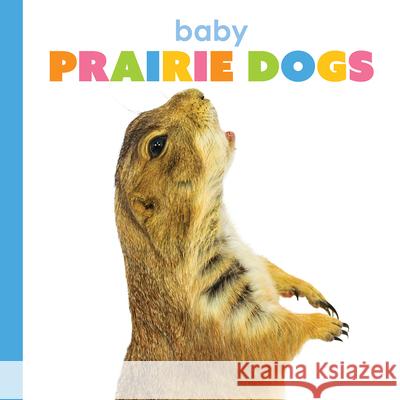 Baby Prairie Dogs Kim Thompson 9781640264229 Creative Education