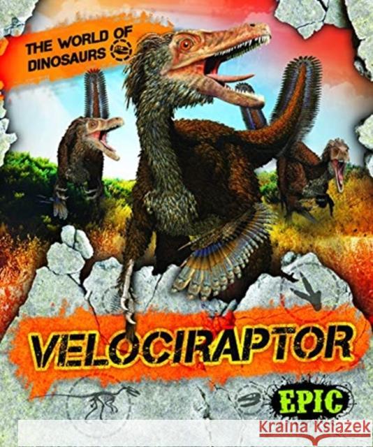 Velociraptor Rebecca Sabelko 9781644870914 Bellwether Media