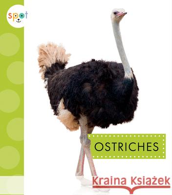 Ostriches Lisa Amstutz 9781645490999 Amicus