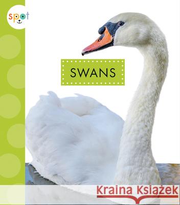 Swans Lisa Amstutz 9781645491019