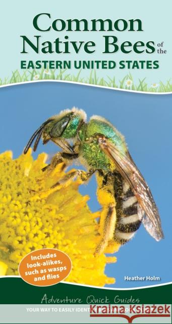 Common Native Bees of the Eastern United States: Your Way to Easily Identify Bees and Look-Alikes Holm, Heather 9781647551582