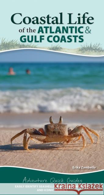 Coastal Life of the Atlantic and Gulf Coasts: Easily Identify Seashells, Beachcombing Finds, and Iconic Animals Zambello, Erika 9781647551872 Adventure Publications