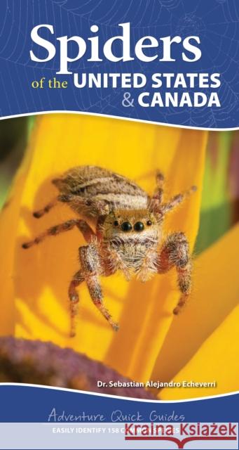 Spiders of the United States: A Guide to Common Species Dr. Sebastian Alejandro Echeverri 9781647553463