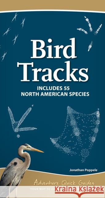 Bird Tracks: Easily Identify 55 Common North American Species Jonathan Poppele 9781647553913 Adventure Publications, Incorporated