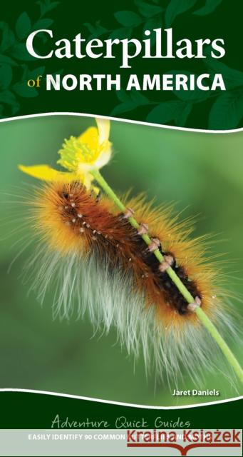Caterpillars of North America: Easily Identify 90 Common Butterflies and Moths Jaret C. Daniels 9781647554453 Adventure Publications