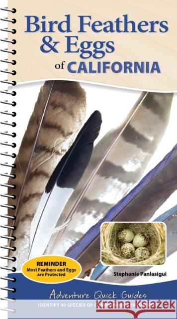 Bird Feathers & Eggs of California: Identify 40 Species of Common Backyard Birds Stephanie Panlasigui 9781647556631 Adventure Publications