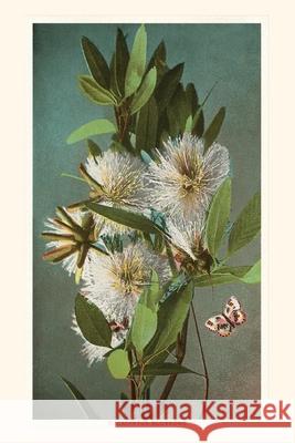 The Vintage Journal Eucalyptus Blossoms Found Image Press 9781648115448 Found Image Press