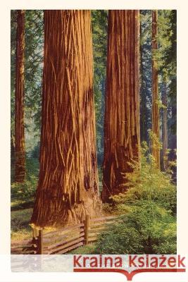 The Vintage Journal Giant Redwoods Found Image Press 9781648116209 Found Image Press