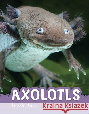 Axolotls Jaclyn Jaycox 9781666342789 Pebble Books