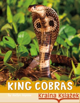 King Cobras Jaclyn Jaycox 9781666342802 Pebble Books