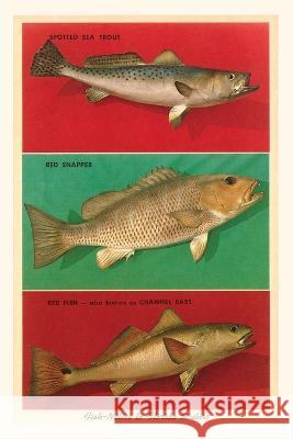 Vintage Journal Fish Native to Florida Waters Found Image Press   9781669519355 Found Image Press