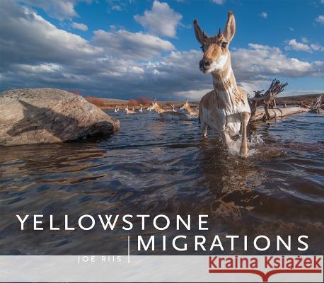 Yellowstone Migrations Joe Riis 9781680510898 Mountaineers Books
