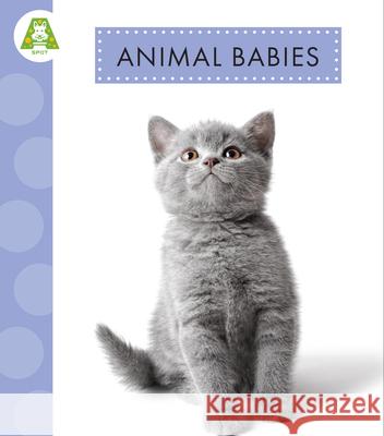 Animal Babies Anastasia Suen 9781681527765