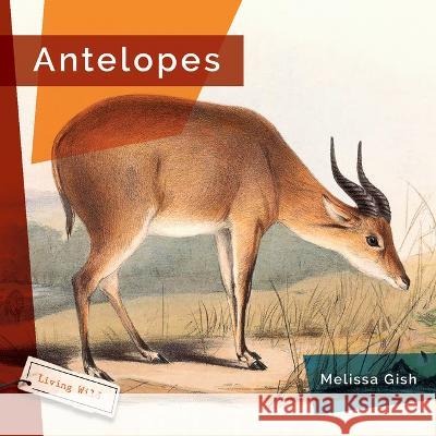 Antelopes Melissa Gish 9781682771495 Creative Paperbacks