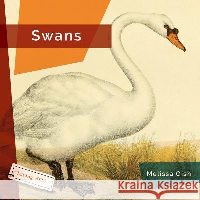 Swans Nicole Helget 9781682771662 Creative Paperbacks