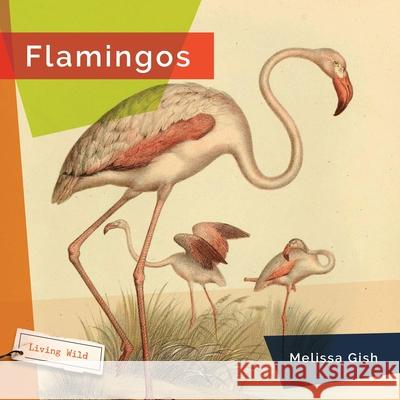 Flamingos Melissa Gish 9781682773314