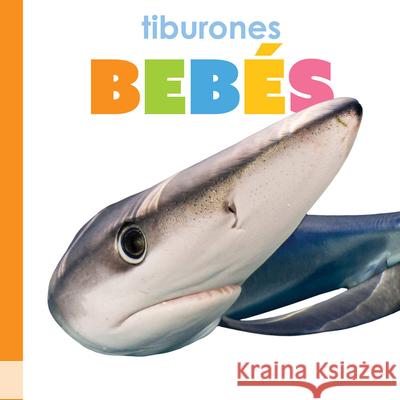 Tiburones Beb?s Kim Thompson 9781682779026 Creative Paperbacks