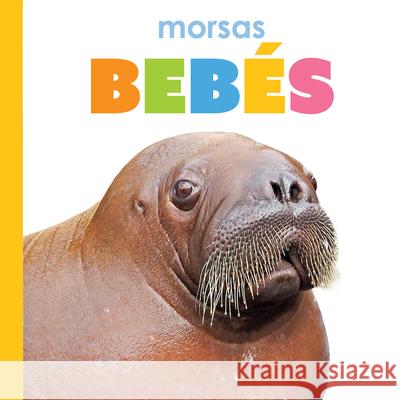Morsas Beb?s Kim Thompson 9781682779040 Creative Paperbacks