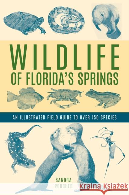 Wildlife of Florida's Springs: An Illustrated Field Guide to Over 150 Species Sandy Paucher 9781683343134 Pineapple Press