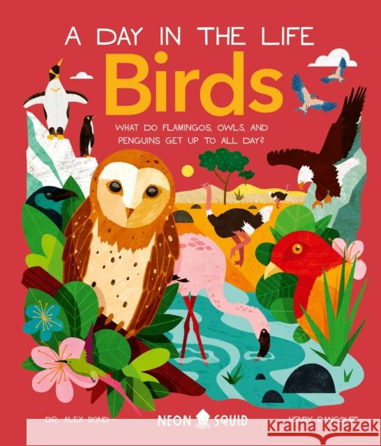 Birds (a Day in the Life): What Do Flamingos, Owls, and Penguins Get Up to All Day? Alex Bond Henry Rancourt Neon Squid 9781684492855 Neon Squid