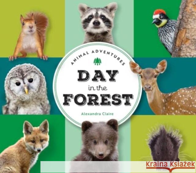 Animal Adventures: Day in the Forest Alexandra Claire 9781685556433 Collective Book Studio