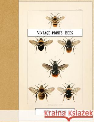 Vintage Prints: Bees E. Lawrence 9781720460084 Createspace Independent Publishing Platform