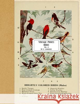 Vintage Prints: Birds: Vol. 4 E. Lawrence 9781720468332 Createspace Independent Publishing Platform