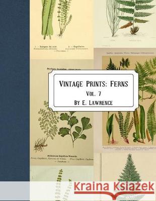 Vintage Prints: Ferns: Vol. 7 E. Lawrence 9781721233151 Createspace Independent Publishing Platform