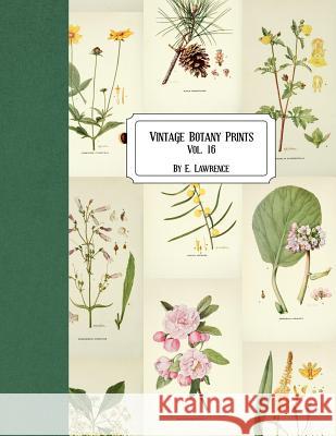 Vintage Botany Prints: Vol. 16 E. Lawrence 9781724836762 Createspace Independent Publishing Platform