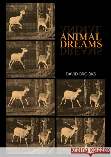 Animal Dreams David Brooks 9781743327470