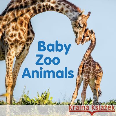 Baby Zoo Animals New Holland Publishers 9781760795504 New Holland Publishers