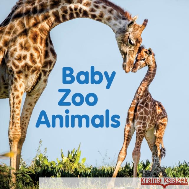 Baby Zoo Animals: Board book New Holland Publishers 9781760795504 New Holland Publishers