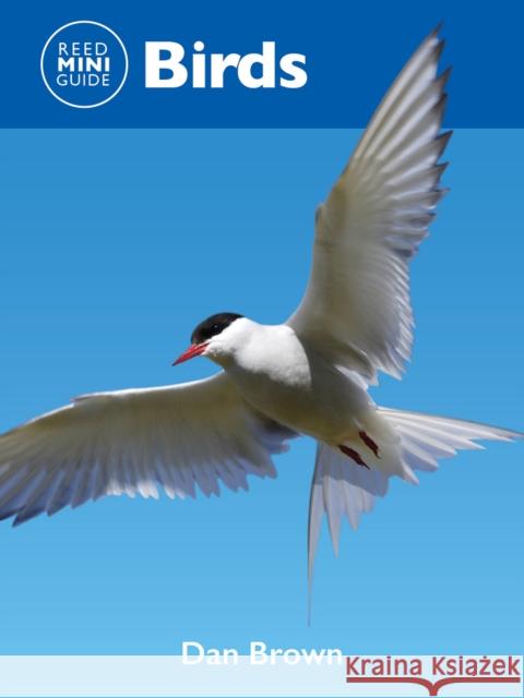 Reed Mini Guide: Birds Dan Brown 9781760796204 New Holland Publishers