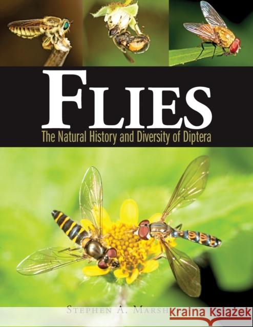 Flies: The Natural History and Diversity of Diptera Stephen A. Marshall 9781770851009