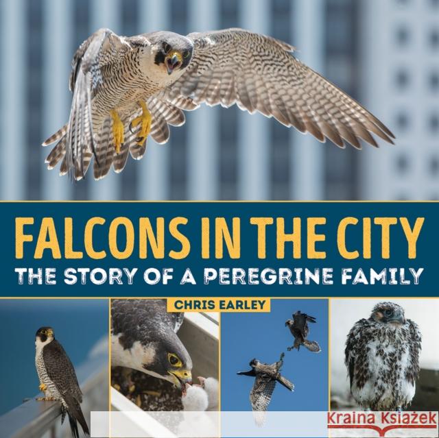 Falcons in the City: The Story of a Peregine Family Chris Earley Luke Massey 9781770858039 Firefly Books