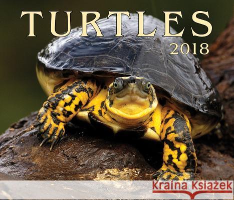 Turtles 2018 Firefly Books 9781770858855 Firefly Books
