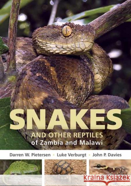 Field Guide to Snakes and other Reptiles of Zambia and Malawi Luke Verburgt 9781775847373 Penguin Random House South Africa