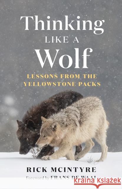 Thinking Like a Wolf: Lessons From the Yellowstone Packs Rick McIntyre 9781778401251 Greystone Books,Canada