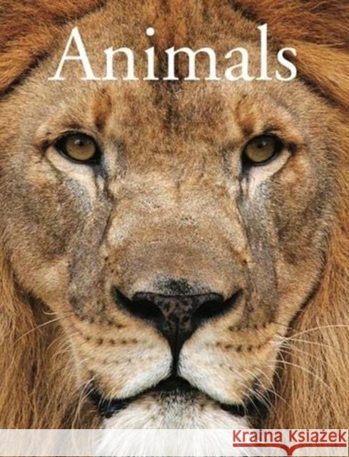 Encyclopedia of Animals David Alderton 9781782747703 Amber Books Ltd