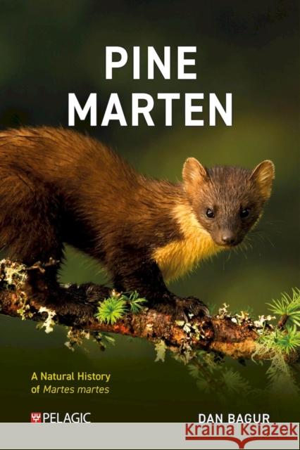 Pine Marten: The Secret Life of Martes Martes Dan Bagur 9781784274276 Pelagic Publishing