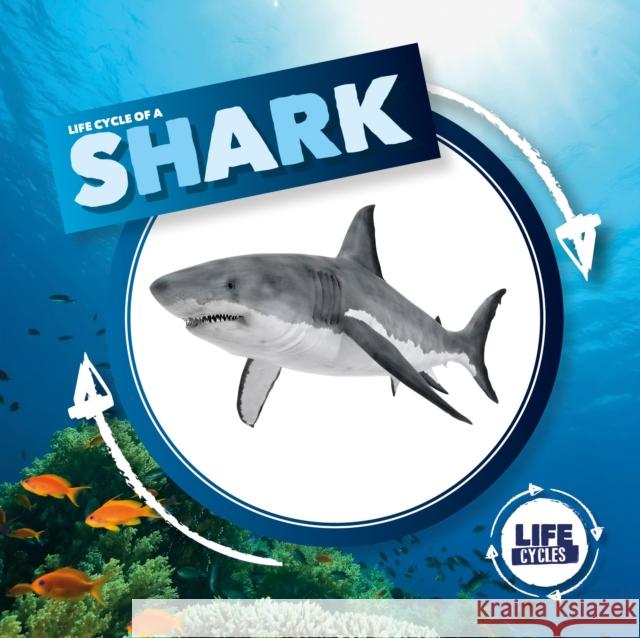 Life Cycle of a Shark Kirsty Holmes   9781786372857 BookLife Publishing