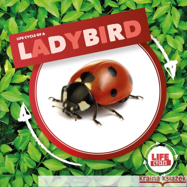 Ladybird Kirsty Holmes 9781786379368 BookLife Publishing