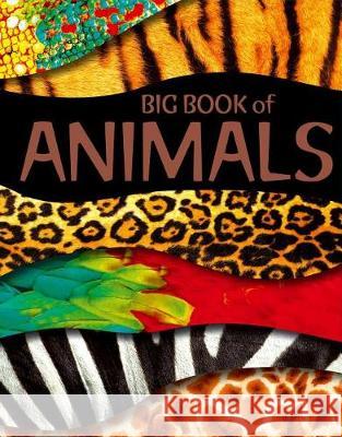 Big Book of Animals Igloobooks 9781786702029 Igloo Books