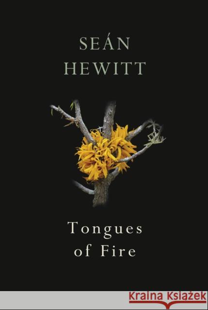 Tongues of Fire Se Hewitt 9781787332263 Vintage Publishing