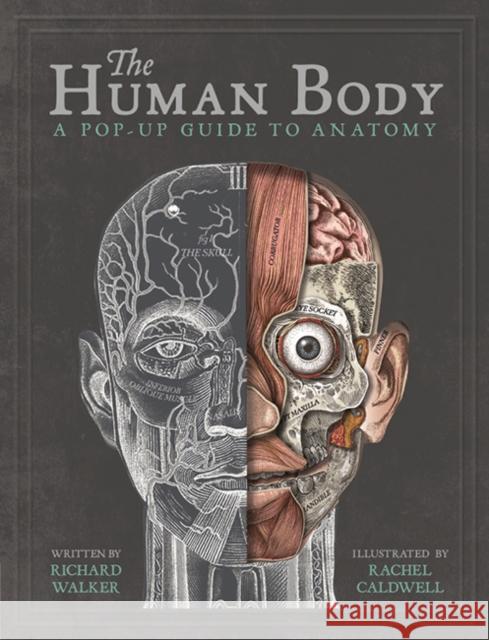 The Human Body: A Pop-Up Guide to Anatomy Richard Walker Rachel Caldwell  9781787410589 Templar Publishing