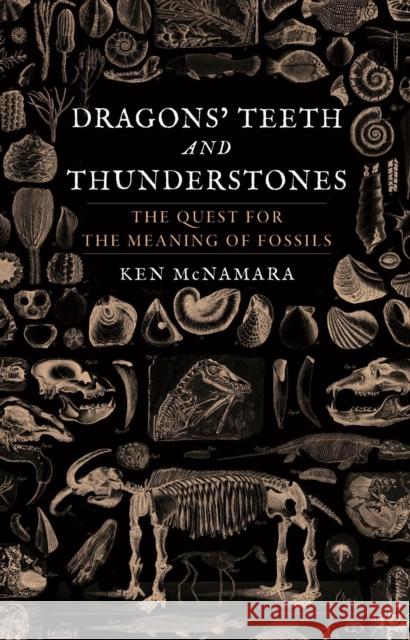 Dragons' Teeth and Thunderstones: The Quest for the Meaning of Fossils Kenneth J. McNamara 9781789142907 Reaktion Books