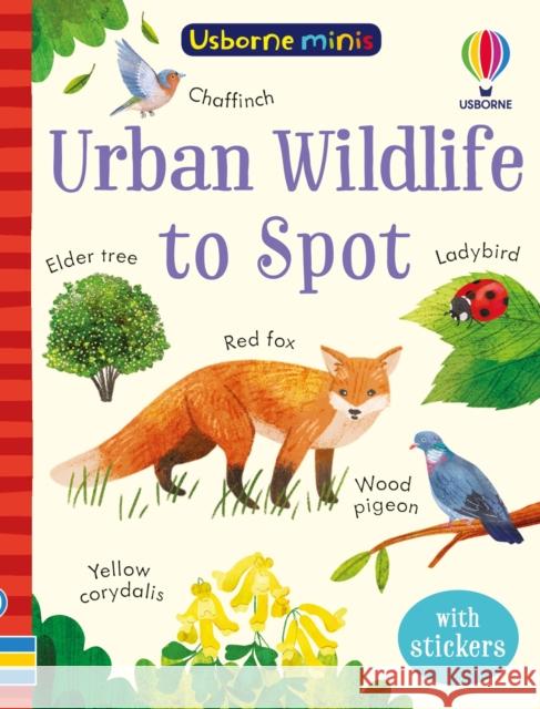 Urban Wildlife to Spot Kate Nolan 9781803704746 Usborne Publishing Ltd