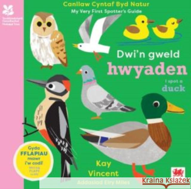 Dwi'n Gweld Hwyaden / I Spot a Duck: Canllaw Cyntaf Byd Natur / My Very First Spotter's Guide Kay Vincent 9781804163924